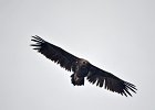 Monniksgier (cinereous vulture) Aegypius monachus - Hustai Nuruu 09-08-2016 (15)
